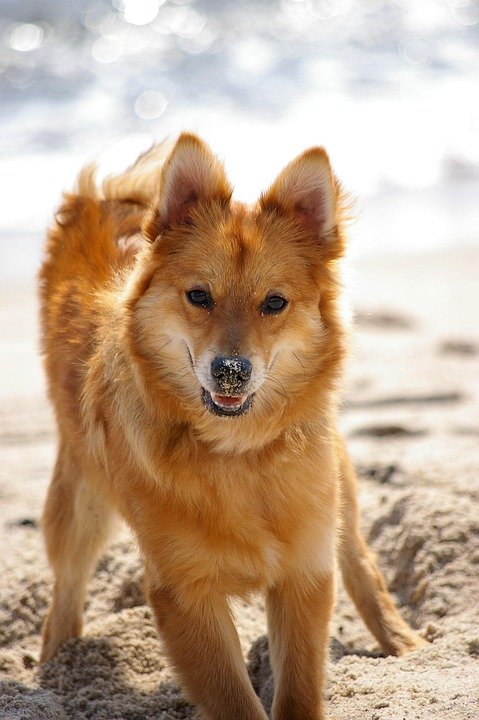 Tips Penyimpanan Beras Terbaik untuk Musim Panas