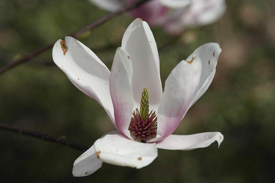 Mengapa Set Baju Muslimah Zahra Ironless CEY Patut Ada Dalam Wishlist Anda?