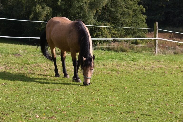 Mengapa Anda Harus Memberi Rating 5 Bintang Kepada Spray Deodoran Kasut Ini.