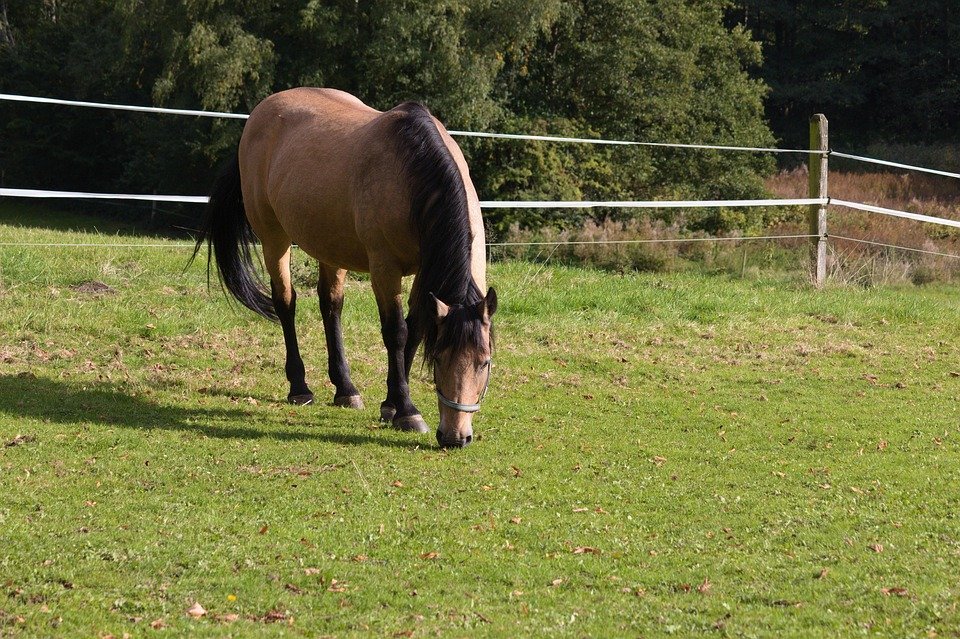 Mengapa Anda Harus Memberi Rating 5 Bintang Kepada Spray Deodoran Kasut Ini.