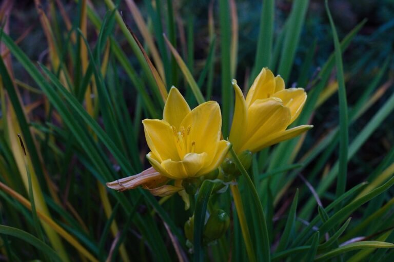 Mengapa Spray Kasut Ini Pilihan Bijak Untuk Penjagaan Kaki?
