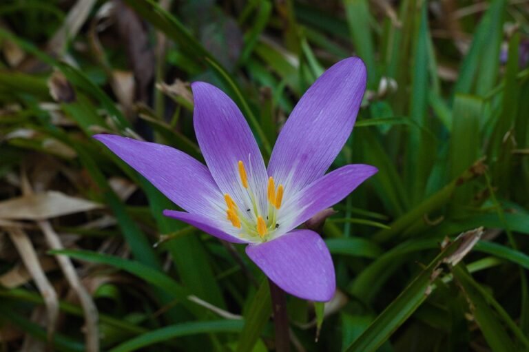 Mengapa Spray Kasut Ini Terlalu Berkesan?