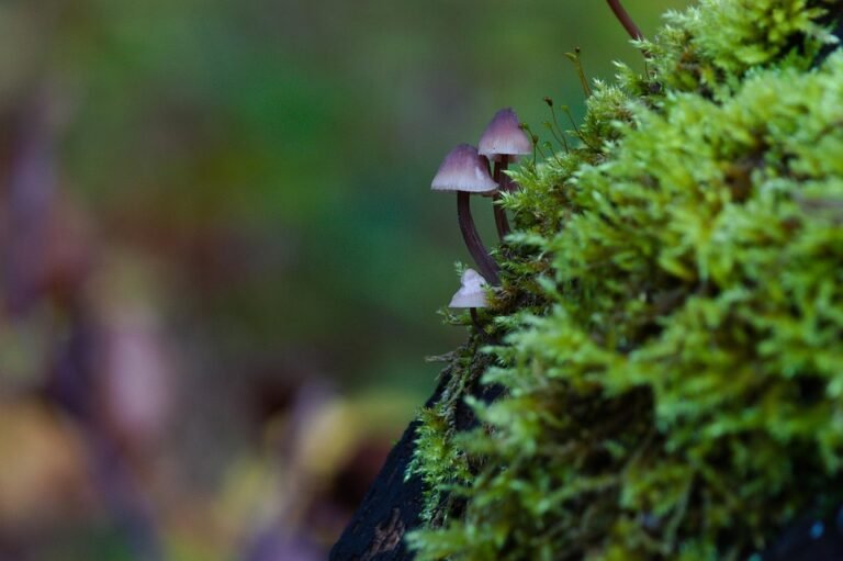 Mengapa Cadar Ropol Patchwork Adrian Ini Sangat Popular Di Malaysia?