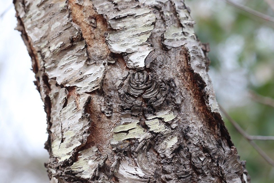Bekas Beras Mesra Bajet dengan Fungsi Terbaik
