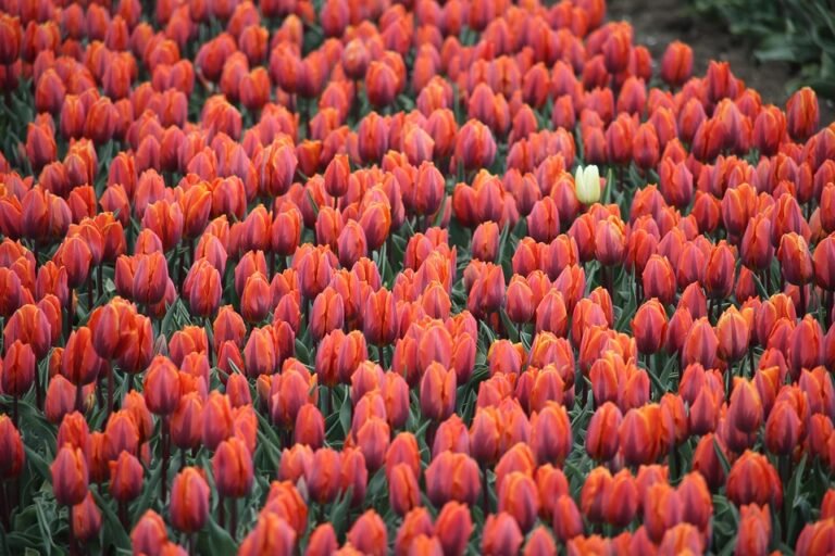 Keropok Lekor Gotel Vakum RM1: Snek Yang Sentiasa Menjadi Pusat Perhatian Di Kalangan Keluarga Dan Rakan.