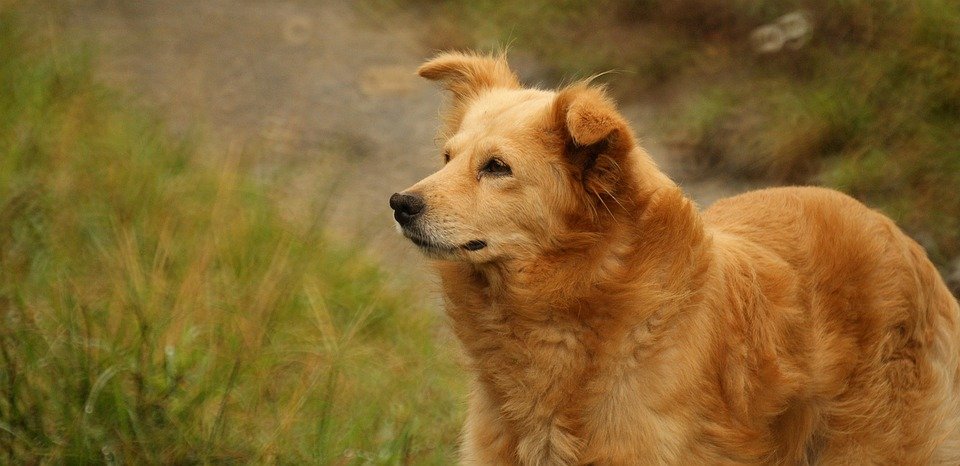 Dapatkan YOVONINE Headphone Original & Bergaransi Sekarang!