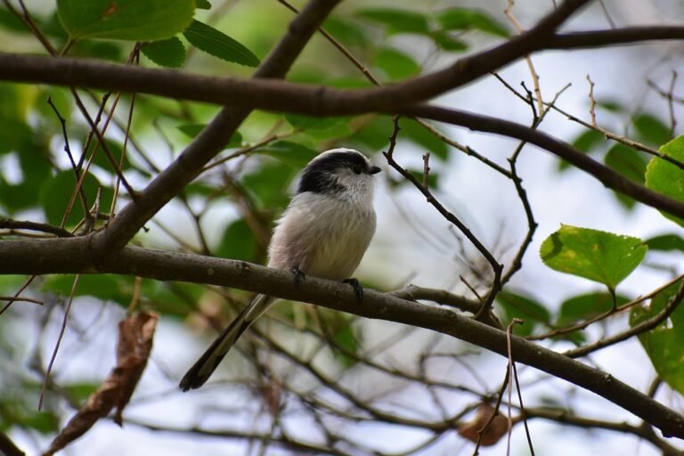 Panduan Penjagaan Set Cadar Queen 4in1 Gaya MUJI Agar Kekal Cantik