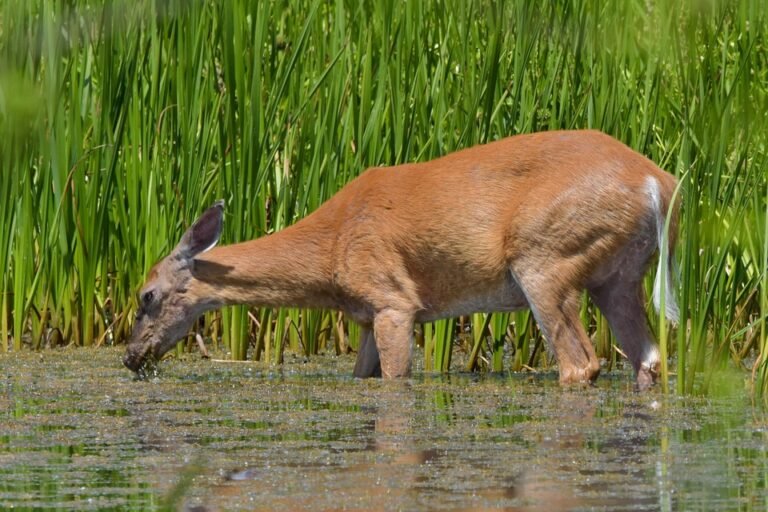 Review Lengkap Tilam Angin 40CM WTHB – Adakah Ia Berbaloi?