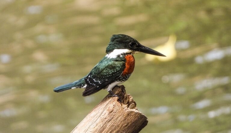 But Martin Lelaki Autumn: Kekal Trendy Dengan Gaya Minimalis