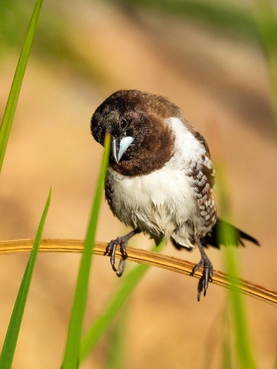 Muzik Meditasi Dengan YOVONINE Untuk Tidur