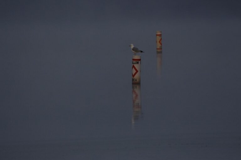 Boya Jate: Haruman Yang Akan Menemani Anda Dalam Setiap Aktiviti