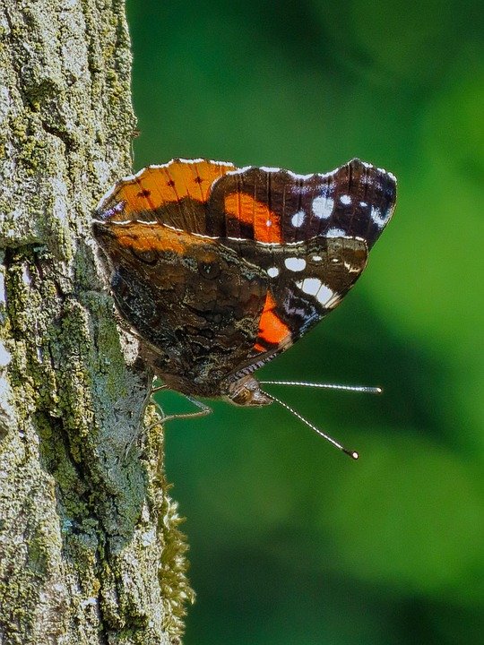 Alas Tidur Kembara Satu Klik: Kemudahan Di Hujung Jari Anda.