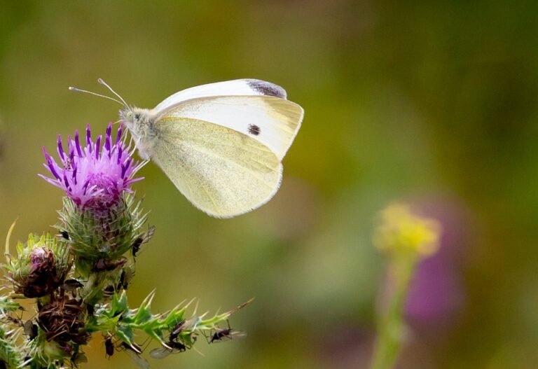 Tips Memilih Kasut Soft-Soled Yang Betul Untuk Aktiviti Anda.