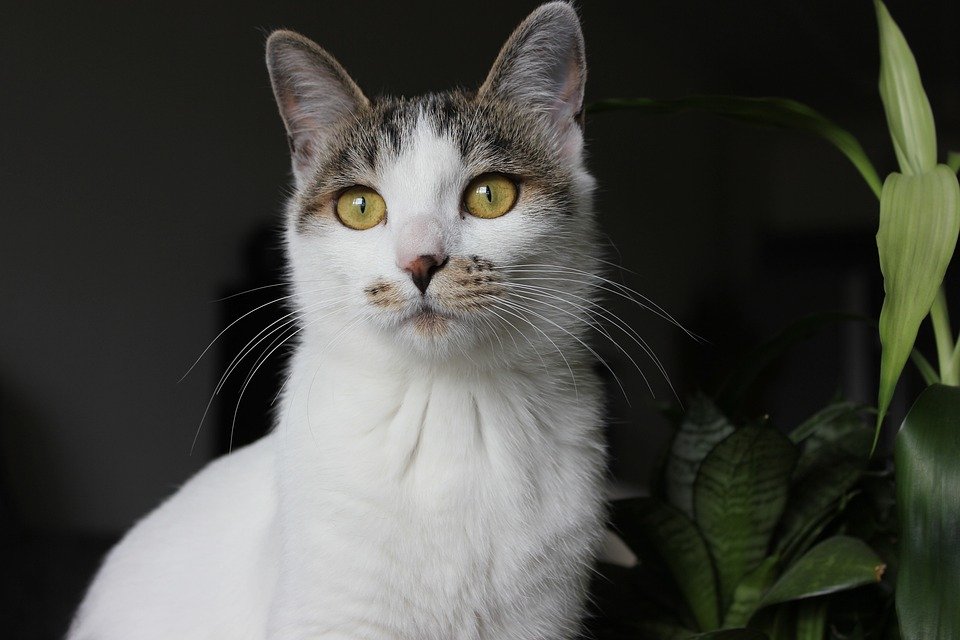 Kingston Micro SD 1TB Murah: Pilihan Bijak di Malaysia