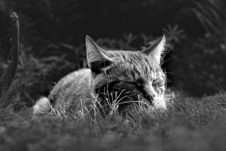 Pelapik Tidur Kembung 5 Lapisan: Memberi Sokongan Maksimum.