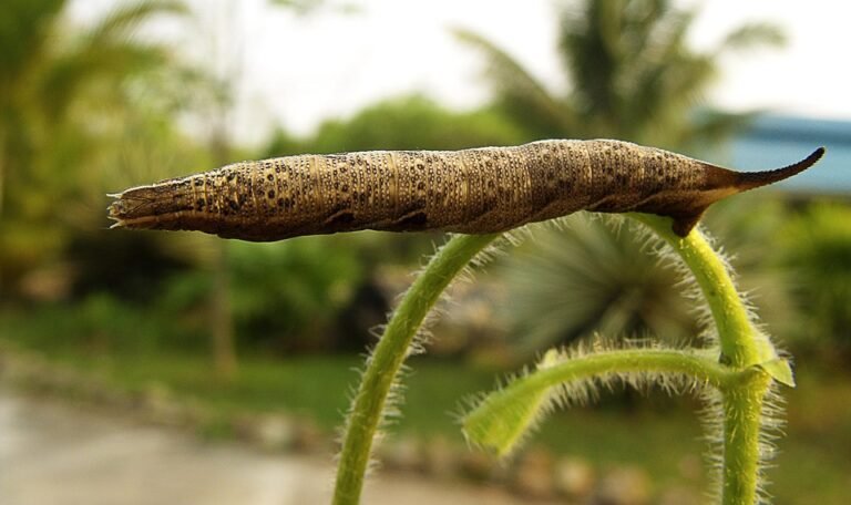 Ketahui Bagaimana Silicone Scar Sheet Boleh Memulihkan Keanjalan Kulit Parut Pembedahan