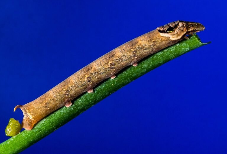 Bagaimana Cadar SuperQueen Murah Ini Boleh Beri Kualiti Premium?