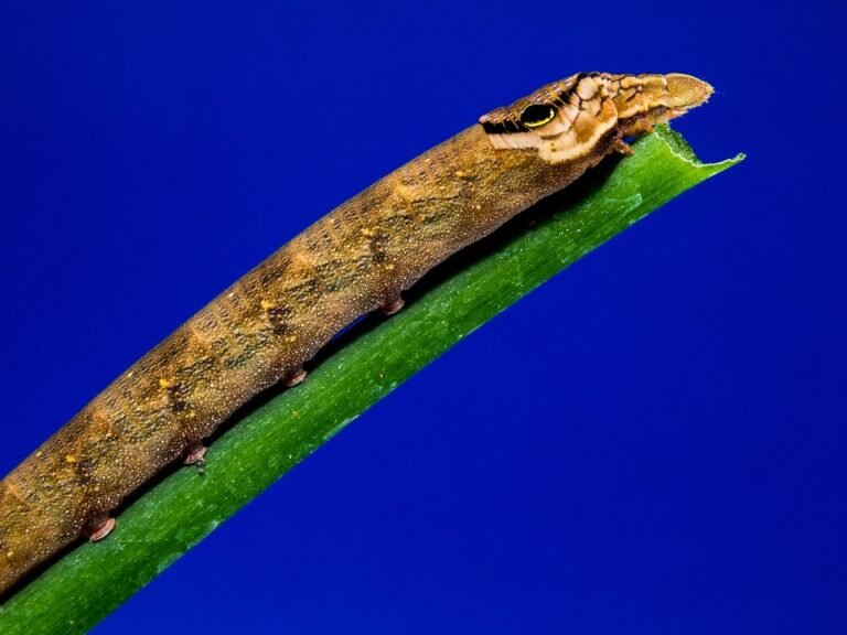 Ketahui Bagaimana Silicone Scar Sheet Boleh Memperbaiki Tekstur Kulit Parut Pembedahan