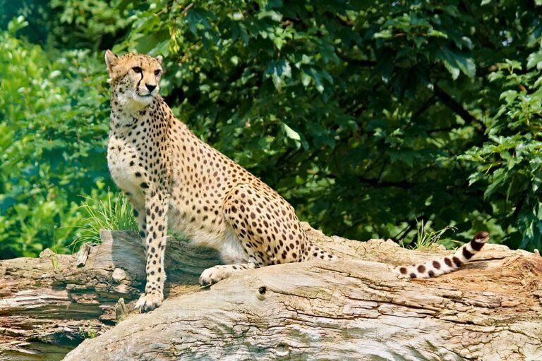 PS5 Slim Digital Drive: Kemudahan Tanpa Batas.