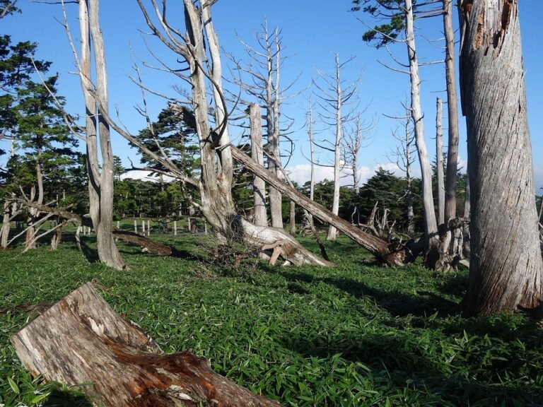 Masaki Honeycomb Wok: Warisan Kualiti