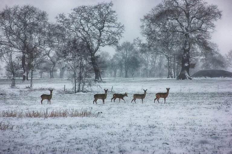 Semburan Kasut Yang Menyegarkan Dengan Bau Limau Nipis.