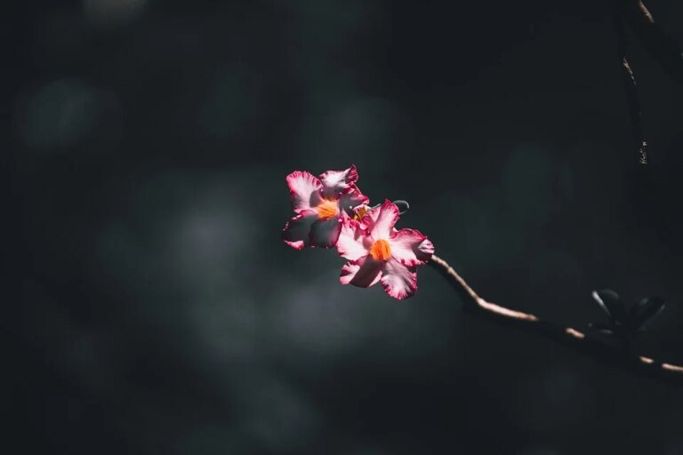 BIOAQUA Depth Whitening Mask: Kembalikan Seri Wajah Anda yang Hilang