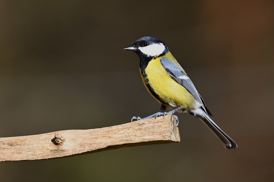 Jom Tengok! Kelebihan Set Cadar Queen Gaya MUJI Yang Ramai Tak Sangka