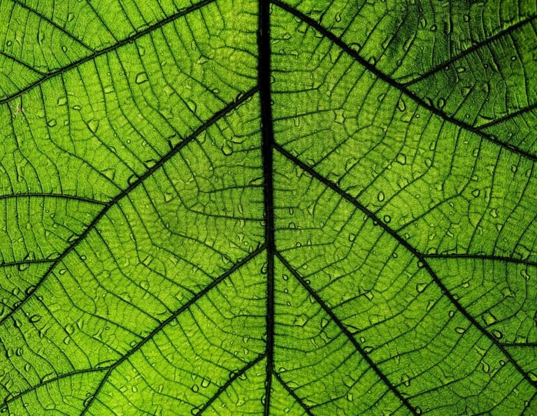 Kingston Micro SD 512GB Murah: Pilihan Bijak di Malaysia