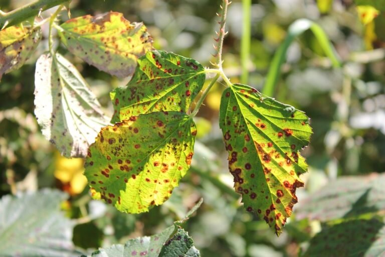 Semburan Antibakteria AISYAH HOMES Untuk Kebersihan Kasut Optimal