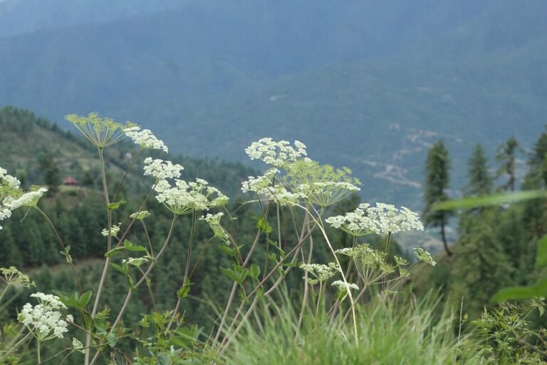 Cara Terbaik Untuk Elak Kasut Berbau Selepas Hujan – AISYAH HOMES