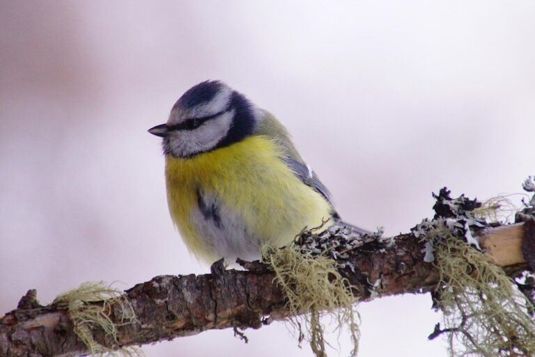 Keropok Lekor Gotel Vakum RM1: Snek Yang Sentiasa Menjadi Pilihan Bijak Untuk Hidangan Anda.