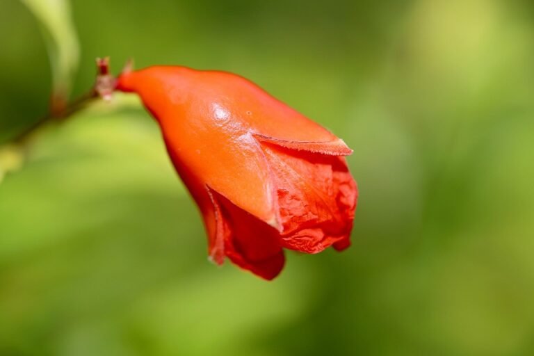 Review Glad2Glow Pomegranate Niacinamide: Serum Pencerah Viral Di TikTok