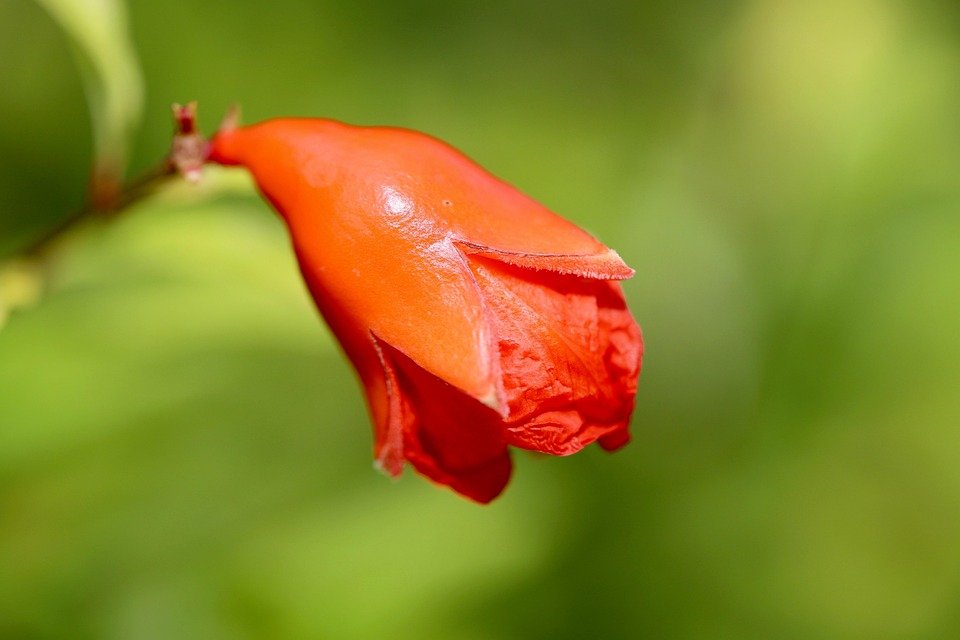 Review Glad2Glow Pomegranate Niacinamide: Serum Pencerah Viral Di TikTok