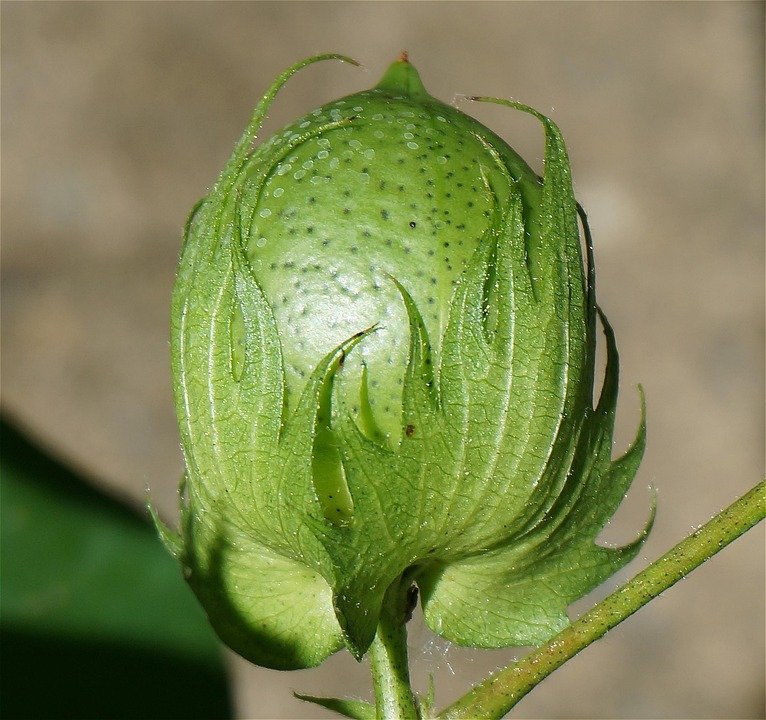 Palazzo Cotton Yang Mudah Dijaga