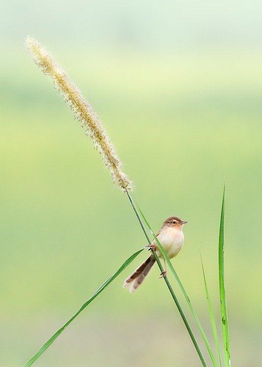 Palazzo Cotton Viral: Bukti Kualiti Yang Tak Mengecewakan