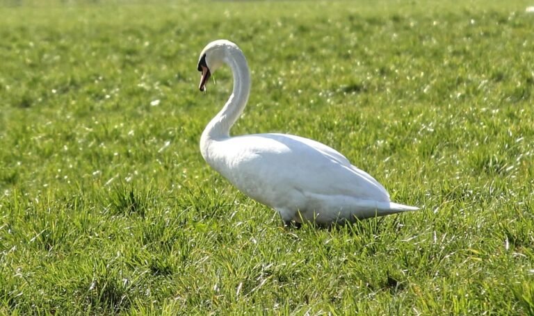 Semburan Kasut AISYAH HOMES – Cepat