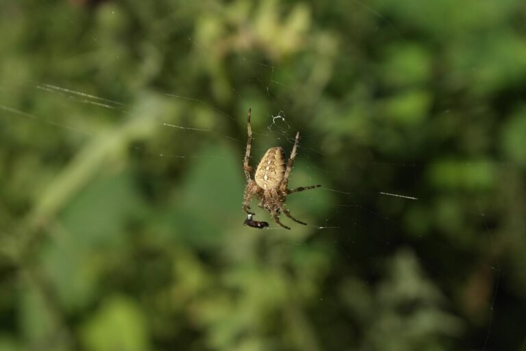 Mengapa Kingston Pendrive OTG Menjadi Pilihan Ramai?