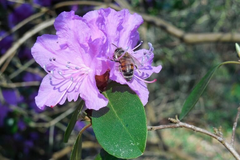 Mengapa Set Baju Muslimah Zahra Ironless CEY Sangat Sesuai Untuk Majlis Santai?