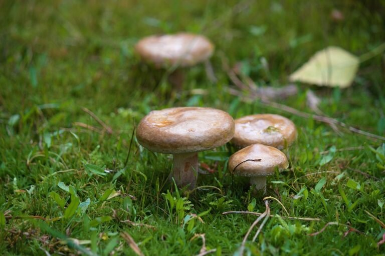 Mengapa Kasut Anti-Slip Malay Step Lebih Baik Daripada Lain?
