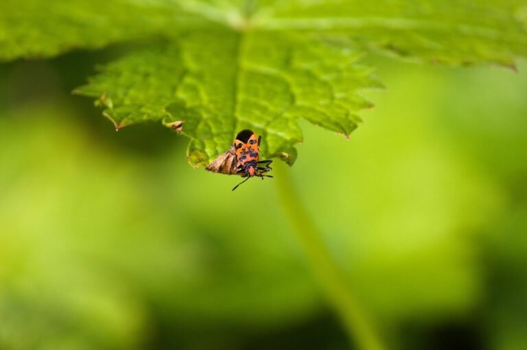 Mengapa Spray Kasut Ini Pilihan Terbaik Untuk Penjagaan Kaki Anda?