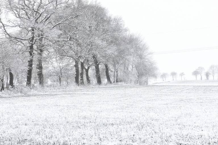 Semburan Kasut Ajaib: Memastikan Kaki Anda Sentiasa Wangi.