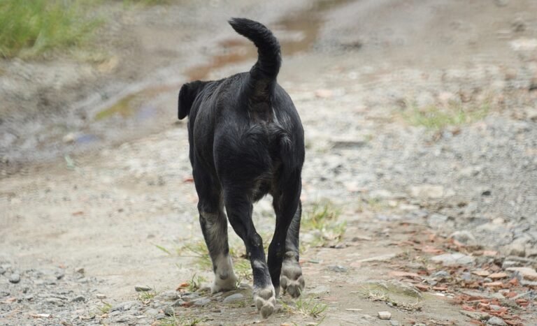 Dapatkan Segera! Seluar Kargo Lelaki 6 Poket Ini Sangat Hot.