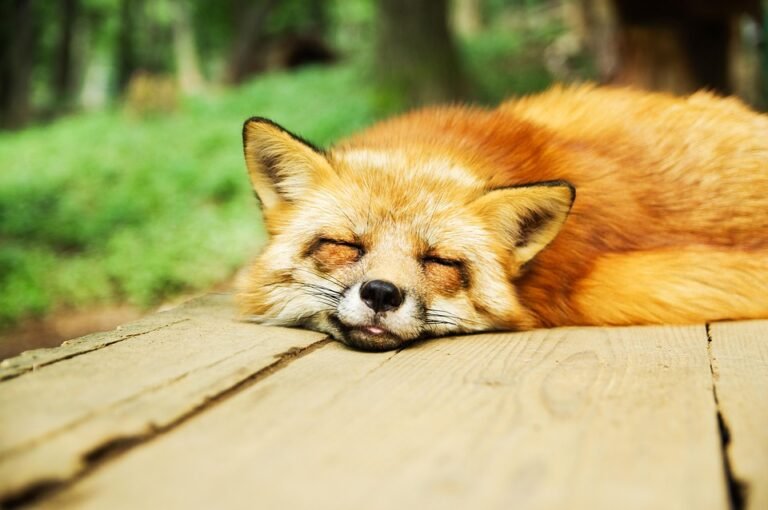 Tidur Lebih Lama.