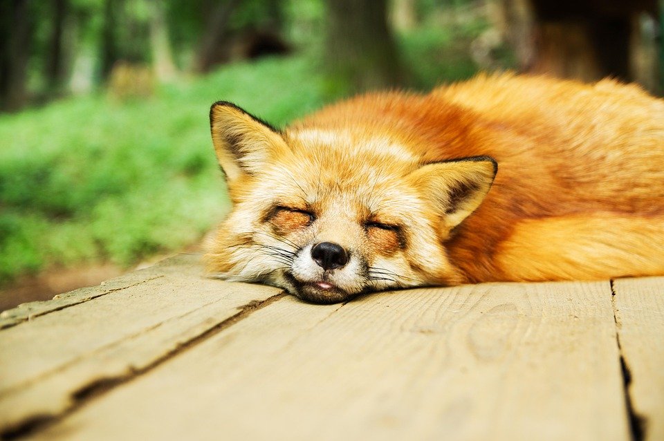 Tidur Lebih Lama.