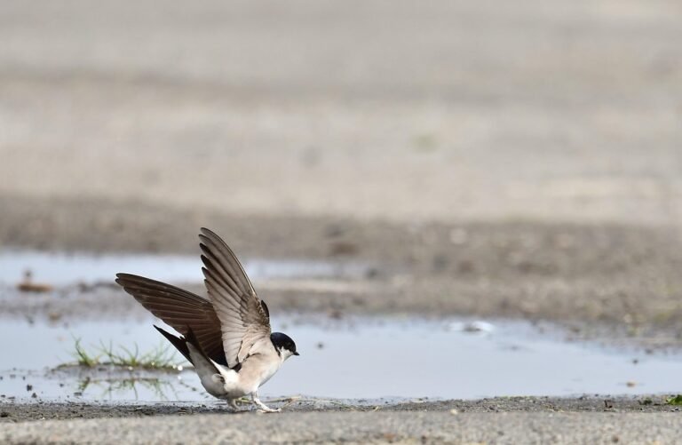 But Martin Lelaki Tinggi Pendek: Fesyen yang Membuat Anda Tampil Berani