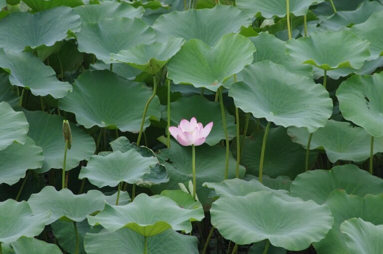 Keropok Lekor Gotel Vakum RM1: Snek Yang Sentiasa Membawa Pengalaman Rasa Yang Tiada Tandingannya Dan Tak Terlupakan.