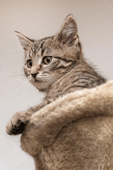 Katil Kembung Portable WTHB Dengan Pam Automatik: Sempurna Untuk Travel.