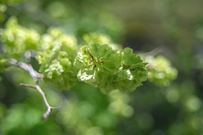 Tilam Angin Camping 5 Lapisan: Mampu Milik