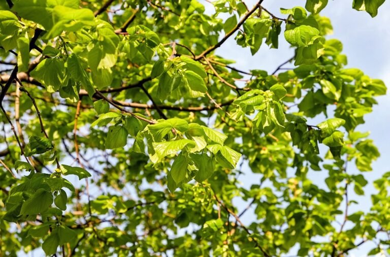 Tilam Angin 5 Lapis WTHB: Kualiti Tidur 5 Bintang Di Mana-mana.