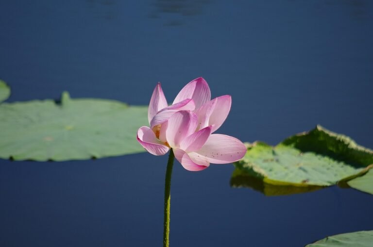 Kasut Pure Black: Simbol Gaya Yang Tak Lekang Dek Zaman